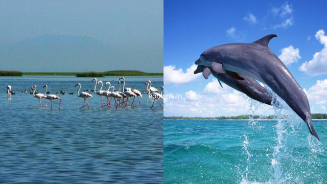 Chilika Lake & Dolphins